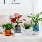 Self Watering Hydroponic Plants Pot