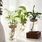 1-2PCSDesktop Hydroponic Glass Vase Home Decorative Plant Cultivation Bottle Office Green Plant Rooting Container