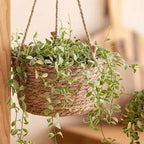 Macrame Plant Basket