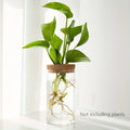 1-2PCSDesktop Hydroponic Glass Vase Home Decorative Plant Cultivation Bottle Office Green Plant Rooting Container