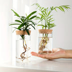 1-2PCSDesktop Hydroponic Glass Vase Home Decorative Plant Cultivation Bottle Office Green Plant Rooting Container